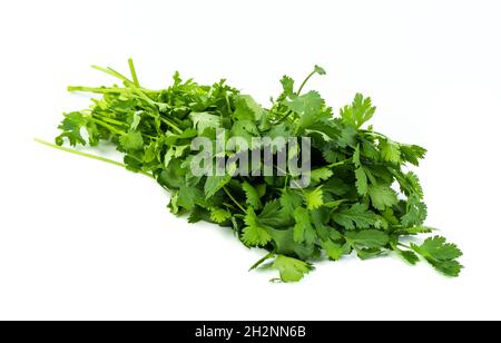Frisch geerntete Korianderblätter isoliert auf weißem Hintergrund Stockfoto