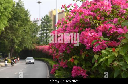 Nanning, Chinas Autonome Region Guangxi Zhuang. Oktober 2021. In Nanning, der autonomen Region Guangxi Zhuang, werden entlang der Straße Blumen gesehen, 23. Oktober 2021. Kredit: Lu Boan/Xinhua/Alamy Live Nachrichten Stockfoto