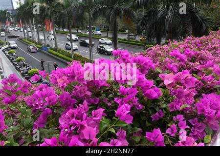Nanning, Chinas Autonome Region Guangxi Zhuang. Oktober 2021. In Nanning, der autonomen Region Guangxi Zhuang, werden entlang der Straße Blumen gesehen, 23. Oktober 2021. Kredit: Lu Boan/Xinhua/Alamy Live Nachrichten Stockfoto