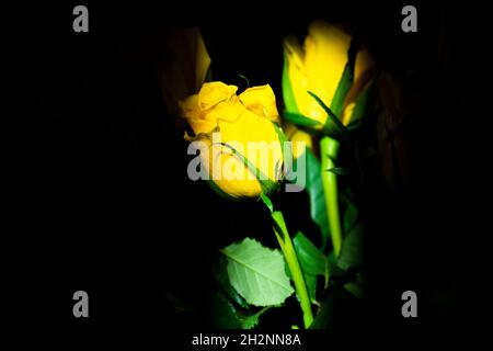 Gelbe Blumen, beleuchtet durch Fensterlicht Stockfoto
