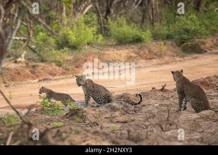 Katharagama, Sri Lanka. Oktober 2021. Leoparden werden am 23. Oktober 2021 im Yala National Park (auch bekannt als Ruhunu National Park), etwa 260 km südwast der Hauptstadt Colombo, gesehen. Der Yala National Park ist der zweitgrößte und beliebteste Nationalpark. (Foto von Krishan Kariyawasam/Pacific Press) Quelle: Pacific Press Media Production Corp./Alamy Live News Stockfoto