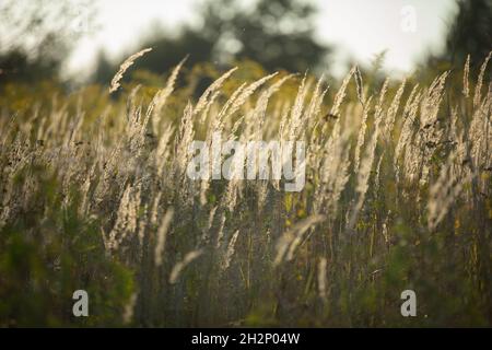 Eine Wolke aus reifen Gräsern in hellbraun, die von der Sonne hervorgehoben wird. Stockfoto