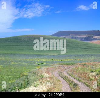 FRÜHLING. Zwischen Apulien und Basilicata: Hügelige Landschaft mit Landstraße durch Weizenfeld Ende Mohnblumen, Italien. Stockfoto