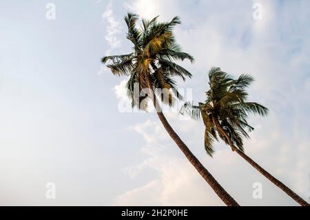 Der Kokosnussbaum hat keine Äste, nur Blätter, die weit entfernt auf der Spitze des Baumes stehen und von Menschen in verschiedenen Dingen verwendet werden. Stockfoto
