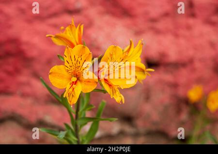 Alstroemeria, auch peruanische Lilie oder Lilie der Inkas genannt, ist eine Gattung blühender Pflanzen aus der Familie der Alstroemeriaceae. Stockfoto