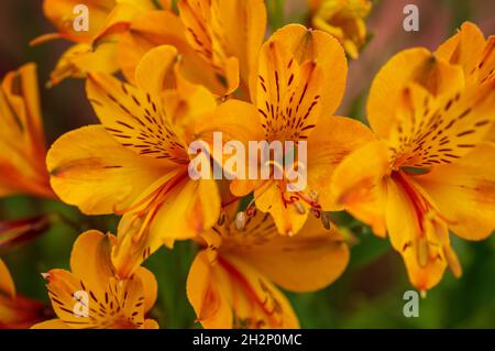 Alstroemeria, auch peruanische Lilie oder Lilie der Inkas genannt, ist eine Gattung blühender Pflanzen aus der Familie der Alstroemeriaceae. Stockfoto