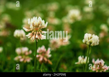 Ein Blütenstand ist eine Gruppe oder Gruppe von Blumen, die auf einem Stamm angeordnet sind, der aus einem Hauptzweig oder einer komplizierten Anordnung von Zweigen besteht. Hier Stockfoto