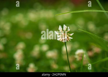 Ein Blütenstand ist eine Gruppe oder Gruppe von Blumen, die auf einem Stamm angeordnet sind, der aus einem Hauptzweig oder einer komplizierten Anordnung von Zweigen besteht. Hier Stockfoto