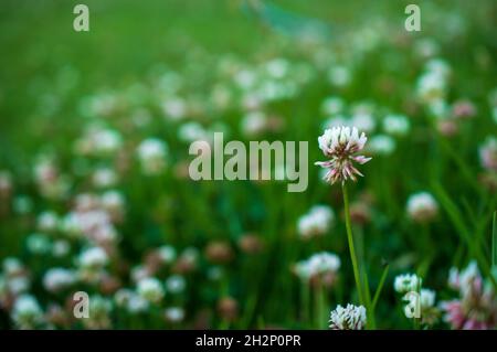 Ein Blütenstand ist eine Gruppe oder Gruppe von Blumen, die auf einem Stamm angeordnet sind, der aus einem Hauptzweig oder einer komplizierten Anordnung von Zweigen besteht. Hier Stockfoto