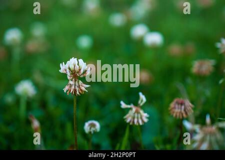 Ein Blütenstand ist eine Gruppe oder Gruppe von Blumen, die auf einem Stamm angeordnet sind, der aus einem Hauptzweig oder einer komplizierten Anordnung von Zweigen besteht. Hier Stockfoto