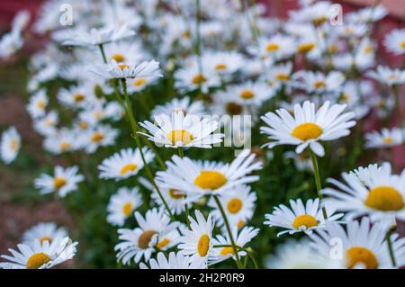 Frühlingswiese eines Teppichs aus kleinen rosa und weißen Blumen, die als wilde Gänseblümchen bekannt sind. Wilde Gänseblümchen werden auch Ochsenaugen-Gänseblümchen genannt Stockfoto