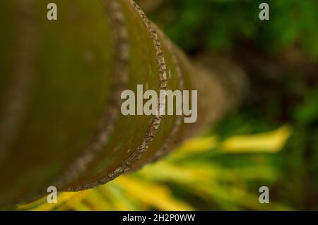 Der Arecanut-Baum hat eine glatte, ungebrochene Baumrinde mit einem regelmäßigen Muster. Stockfoto