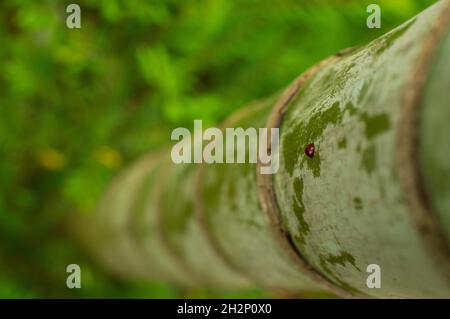 Der Arecanut-Baum hat eine glatte, ungebrochene Baumrinde mit einem regelmäßigen Muster. Stockfoto