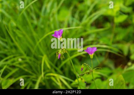 Die Pflanzen, die in freier Wildbahn oder allein ohne Anbau wachsen, sind Wildblumen. Hier stehen kleine violette, fünf versteinte Wildblumen im Fokus Stockfoto