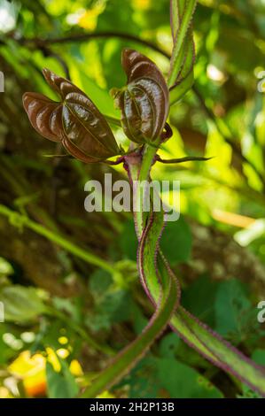 Kletterpflanzen sind Pflanzen, die sich an einer äußeren Stütze wie Wand, Baum, Zaun anhängen, wenn sie heranwächst. Hier ein grün-violett gestielter Kletterer Stockfoto