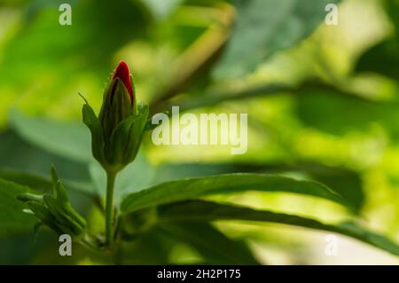 Die für alle Pflanzen der Hibiskusfamilie typische Staminsäule (Malvaceae) ragt aus einem Mantel aus Blütenblättern hervor, die für das Leben geschlossen bleiben Stockfoto