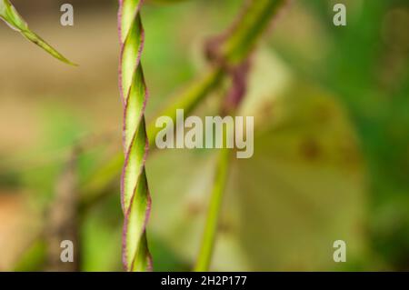 Kletterpflanzen sind Pflanzen, die sich an einer äußeren Stütze wie Wand, Baum, Zaun anhängen, wenn sie heranwächst. Hier ein grün-violett gestielter Kletterer Stockfoto