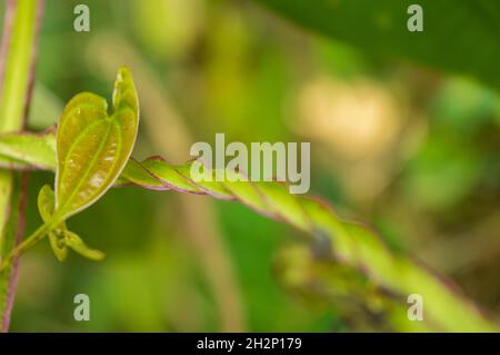 Kletterpflanzen sind Pflanzen, die sich an einer äußeren Stütze wie Wand, Baum, Zaun anhängen, wenn sie heranwächst. Hier ein grün-violett gestielter Kletterer Stockfoto