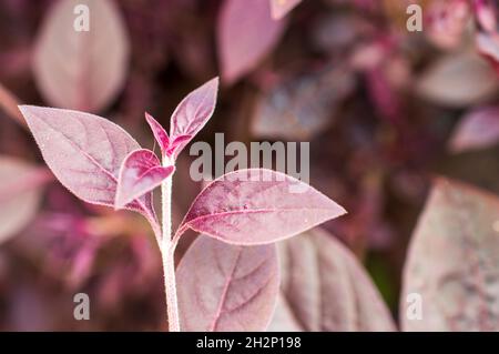 Das tief pigmentierte Laub von Pflanzen mit violetten Blättern, das durch eine höhere Konzentration von Anthocyanin als Chlorophyll verursacht wird, ergibt das gleiche Stockfoto