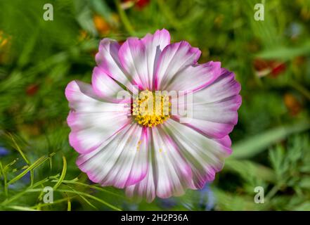 Lila-weiße Cosmos Blume auf dem verschwommenen floralen Hintergrund. Cosmos bipinnatus. Stockfoto