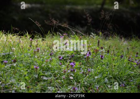 Schöne lila Prunella vulgaris auch bekannt als Heilpflanze auf dem Feld an einem sonnigen Tag Stockfoto