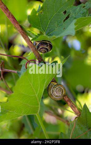 Zwei Schnecken auf den Blättern der Weintraube. Vitis vinifera. Stockfoto