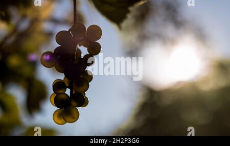 Reife Traube Früchte der Rebe auf dem Hintergrund des Sonnenuntergangs. Vitis vinifera. Stockfoto