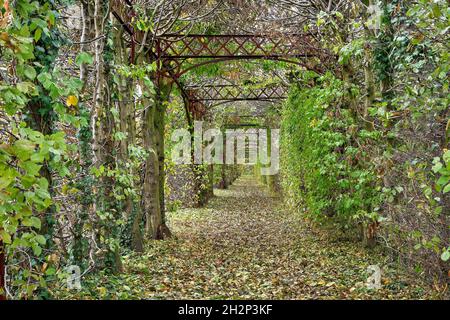 Dornenweg von Hainbuche mit Pergula Stockfoto