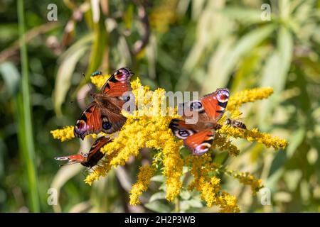 Haufen Insekten, die sich auf sonnigen Goldrutenblüten erwärmen. Schmetterling Des Pfaus. Aglais io. Stockfoto