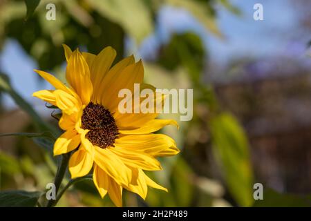 Kleine gelbe Sonnenblume auf dem verschwommenen floralen Hintergrund. Helianthus. Stockfoto