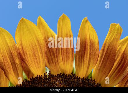 Gelb-rote Sonnenblumenblätter vor blauem Sommerhimmel. Helianthus. Stockfoto