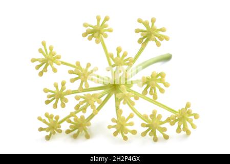 Rock Queller auf weißem Hintergrund Stockfoto