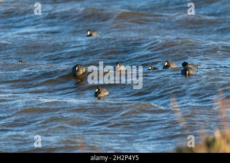 Blauer Fluss an windigen Tagen und Schar von schwimmenden Vögeln. Der amerikanische Ruß, auch als Schlammhenne oder Pouldeau bekannt, schwimmt auf dem Wasser Stockfoto