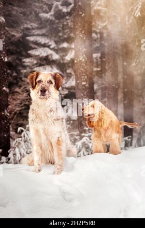 Zwei Hunde auf weißem Schneewald, seriöse große und fröhliche Cocker Spaniel Stockfoto