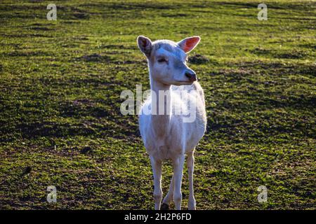 Junge Damhirsche, die im Herbstgras spazieren Stockfoto