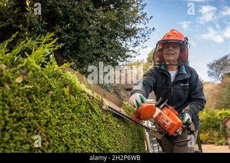 Gärtnerinnen. Eine Gärtnerin, die eine hohe Hecke mit Sicherheitsausrüstung trimmt, Upper Wield, Hampshire, Großbritannien Stockfoto