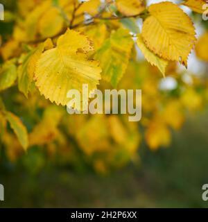 Blätter einer europäischen weißen Ulme (Ulmus laevis) mit Herbstfarbe im Wald mit Platz für Text Stockfoto