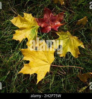 Blätter des Norwegenahorns (Acer platanoides) mit Herbstfärbung auf einer Wiese Stockfoto