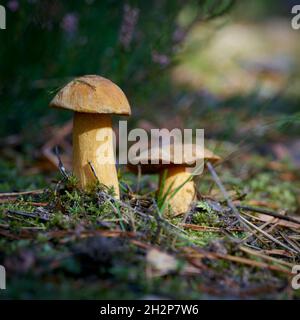 Samtbolete (Suillus variegatus) auf dem Waldboden im Herbst Stockfoto