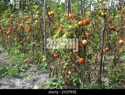 Die Tomatenplantage wird durch die späte Blight krank. Phytophthora infestans ist eine Oomycete, die die schwere Tomatenerkrankung verursacht, die als Late Blight oder po bekannt ist Stockfoto