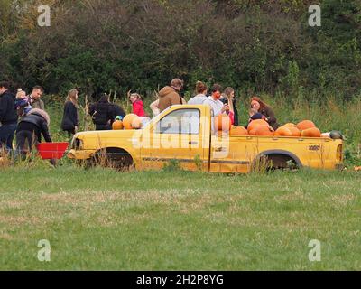 Rainham, Kent, Großbritannien. Oktober 2021. Kürbispflücken in Rainham, Kent, heute Nachmittag. Kredit: James Bell/Alamy Live Nachrichten Stockfoto