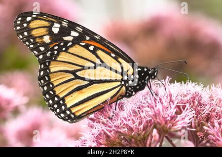 Seitenansicht eines Monarchen-Schmetterlings (Danaus plexippus), der sich von Blüten von Joe-Pye Weed (Eupatorium pureum) ernährt, mit verschwommenem Hintergrund. Stockfoto