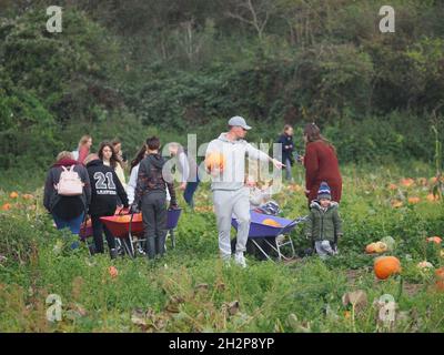 Rainham, Kent, Großbritannien. Oktober 2021. Kürbispflücken in Rainham, Kent, heute Nachmittag. Kredit: James Bell/Alamy Live Nachrichten Stockfoto