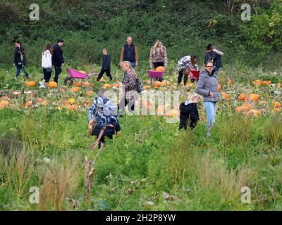 Rainham, Kent, Großbritannien. Oktober 2021. Kürbispflücken in Rainham, Kent, heute Nachmittag. Kredit: James Bell/Alamy Live Nachrichten Stockfoto