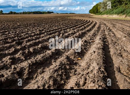 Pflügen regelmäßige Linien von gekrümmten Furchen oder Graten im Boden im Erntefeld an sonnigen Tagen, East Lothian, Schottland, Großbritannien Stockfoto
