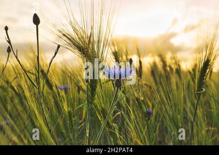 Romantische Aufnahme einer Kornblume in einem Kornfeld bei Sonnenuntergang. Verträumte Bilder Stockfoto