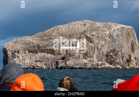 Menschen auf dem Boot, die die Meereshirtenkolonie und den Leuchtturm von Bass Rock, Firth of Forth, Schottland, Großbritannien, betrachten Stockfoto