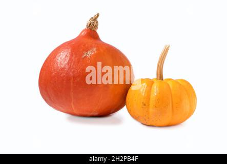 Zwei Kürbisse verschiedener Sorten auf weißem Hintergrund, Studioaufnahme. Stockfoto