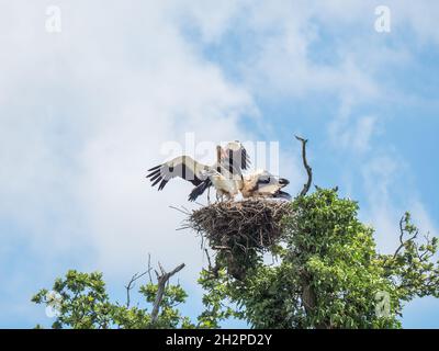 Weißer Storch füttert seine Jungen im Nest. Knepp Estate. Stockfoto