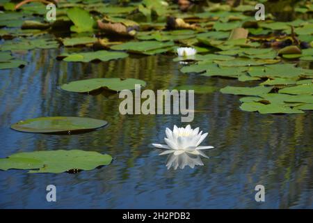 Schöne Nymphaea alba, die gemeinhin als weiße Seerose unter Lotusblättern auf dem Wasser in einem Teich bekannt ist Stockfoto